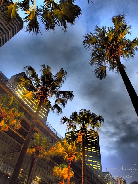 Palm trees lit up.jpg